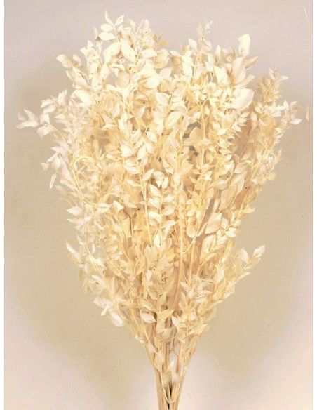 Ruscus Preservado Blanco/Crema 150g (PARTIDA TOSTADA)