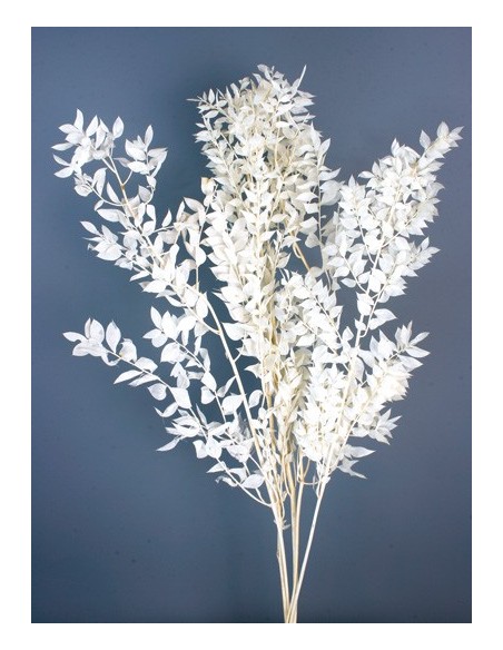 Ruscus Preservado Blanco 120g it