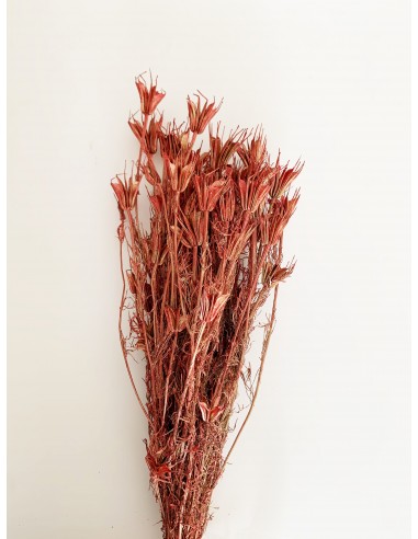 Nigella Oriental Naranja Oscuro/Oro Metal 150g...