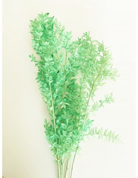 Ruscus Preservado Verde Menta 150g