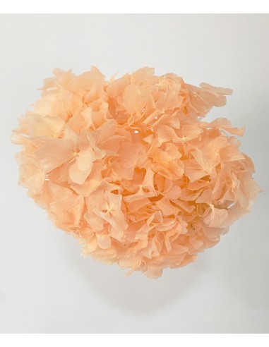 Hortensia Preservada Salmón suave