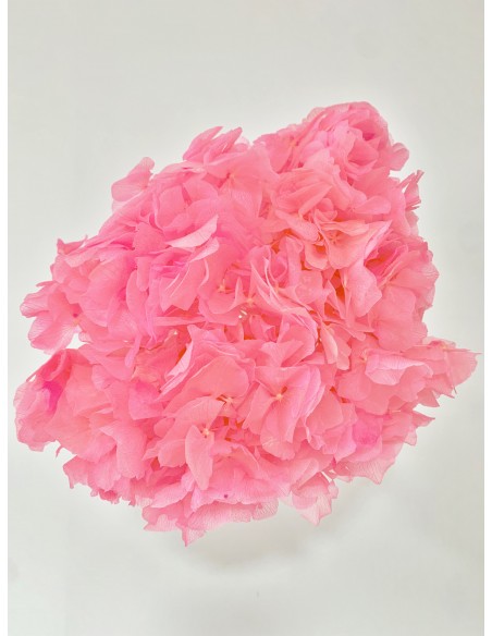 Hortensia Preservada Rosa Bridal