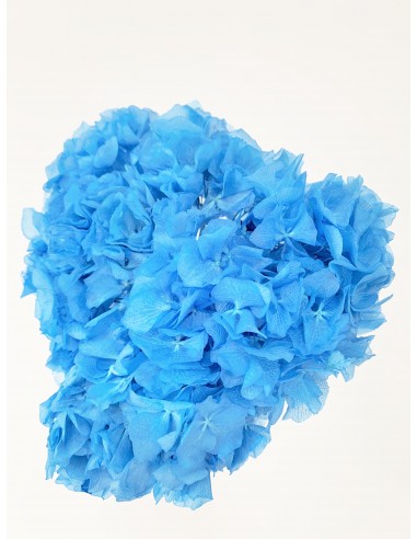 Hortensia Preservada Azul Celeste Cielo