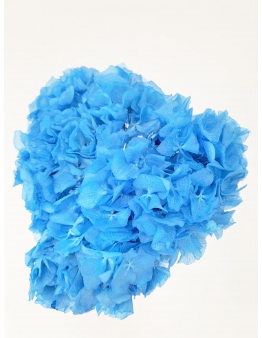 Hortensia Preservada Azul Cielo