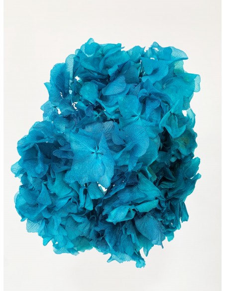 Hortensia Preservada  Azul Agua Marina