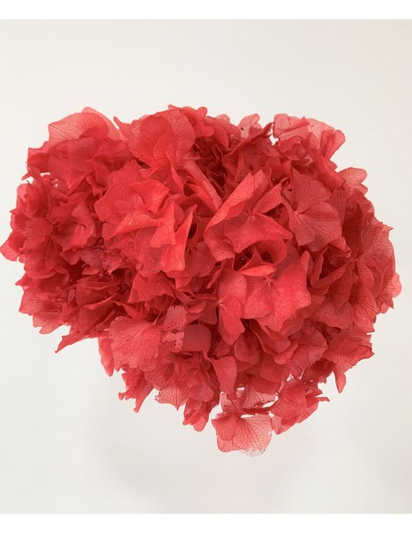 Hortensia Preservada Rojo Claro