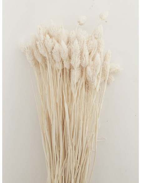 Phalaris Mini Blanco