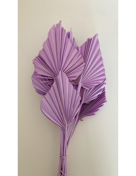 Palm spear Lila 10 und