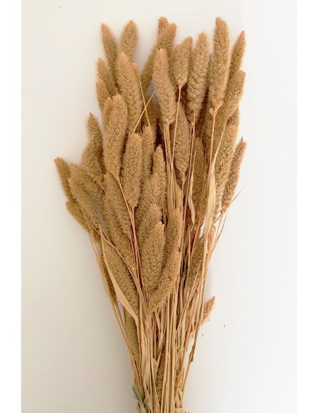 Setaria 75cm Salmón/Coral 200g