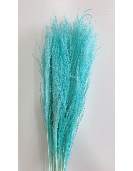 Miscantus Turquesa 80cm