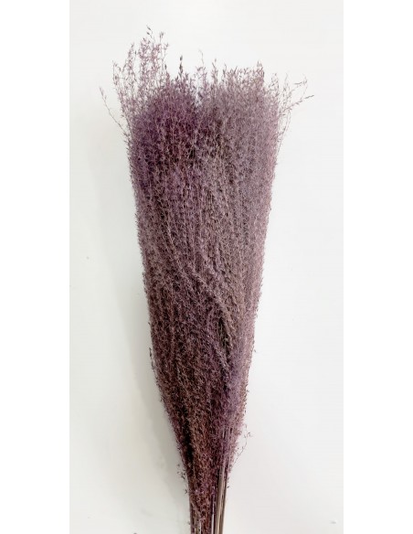 Miscantus Malva 80cm