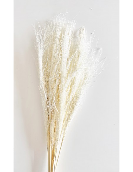 Miscantus 80cm Blanco