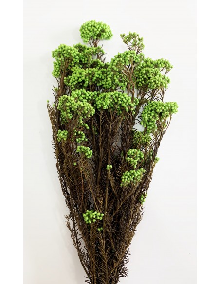 Flor De Arroz Preservada Verde 150g