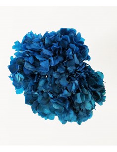 Hortensia Preservada Azul