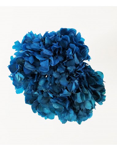 Hortensia Preservada Ocean Blue