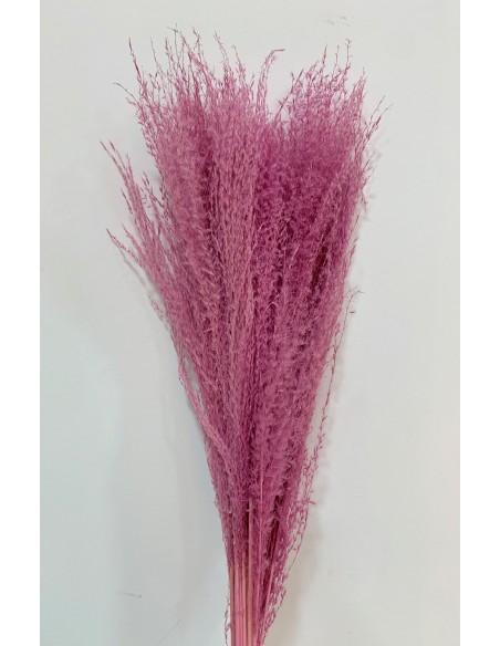 Miscantus 80cm Rosa/Malva