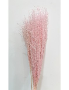 Miscantus 80cm Rosa Pastel