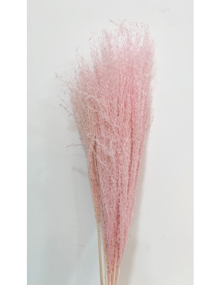 Miscantus 80cm Rosa Pastel