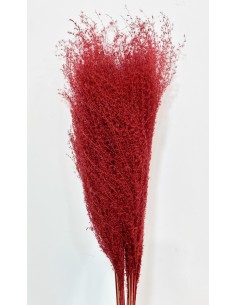 Miscantus 80cm Rojo