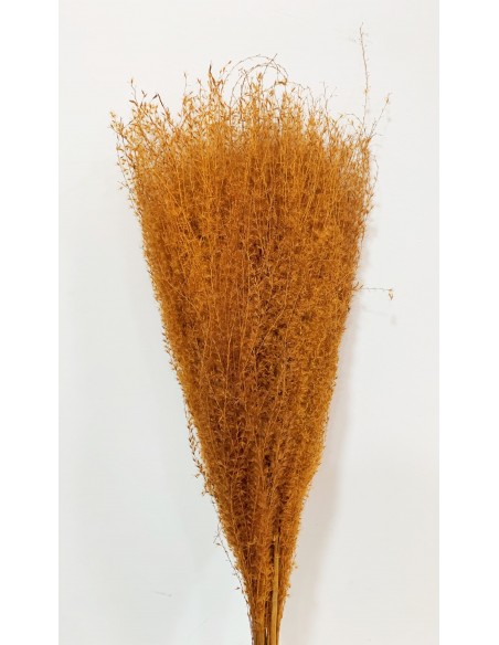 Miscantus 80cm Naranja