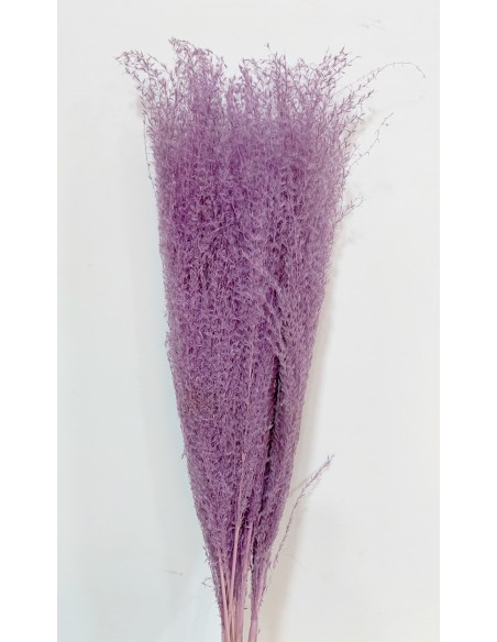 Miscantus 80cm Lila
