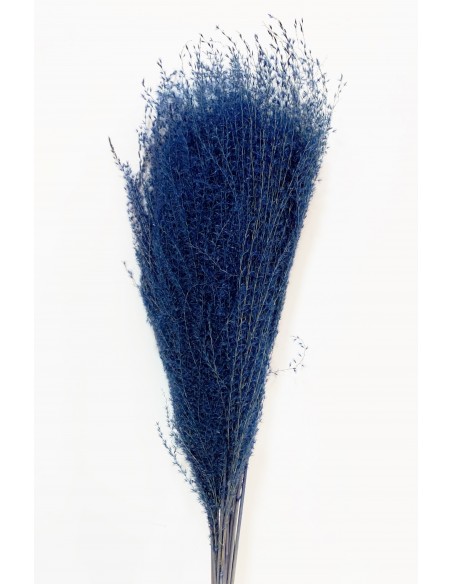Miscantus 80cm Azul Marino