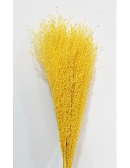 Miscantus 80cm Amarillo