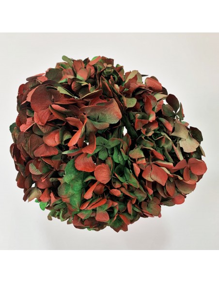 Hortensia Preservada Verde/Rojo