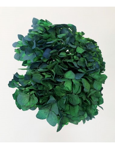 Hortensia Preservada Verde/Azul