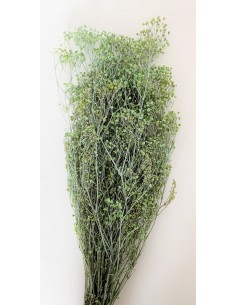 Gypsophila Paniculata Verde...