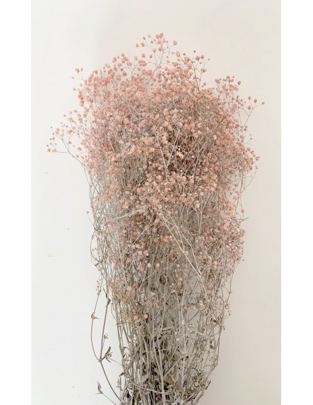 Gypsophila Paniculata Rosa Claro Efecto tiza