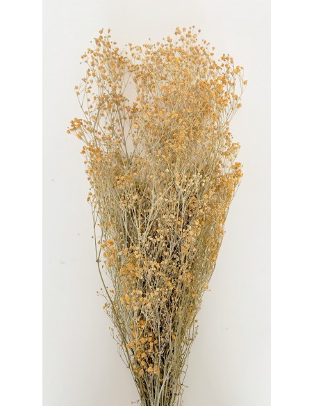 Gypsophila Paniculata Naranja Efecto tiza