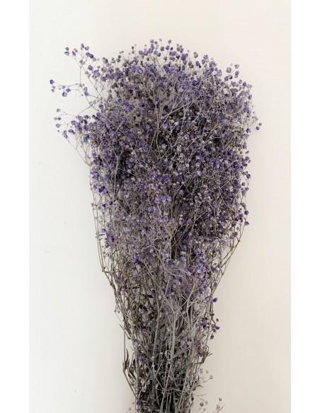 Gypsophila Paniculata Morado Efecto tiza