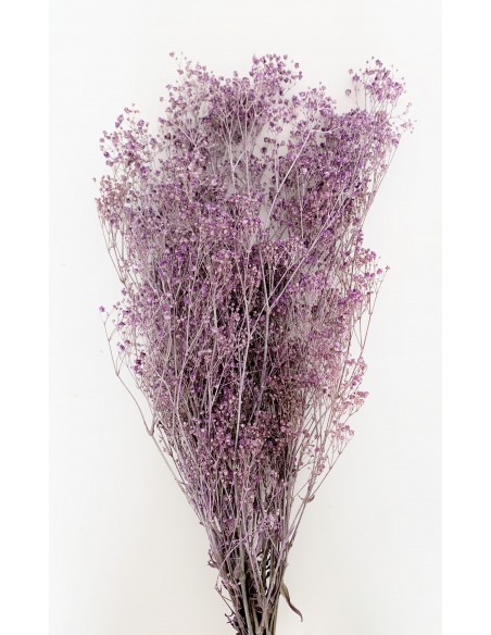 Gypsophila Paniculata Lila Efecto tiza