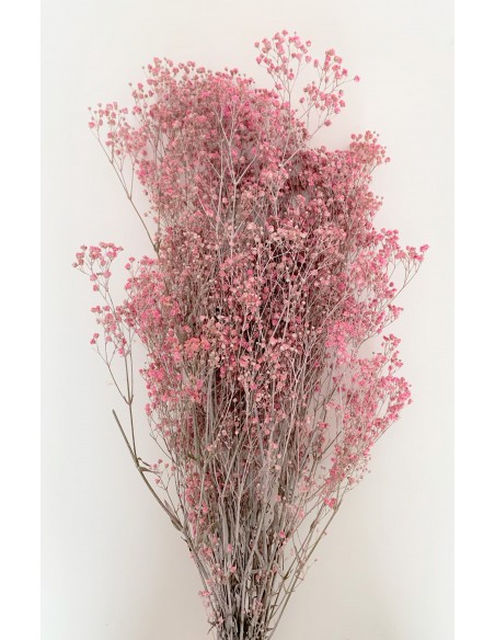 Gypsophila Paniculata Fucsia Efecto tiza