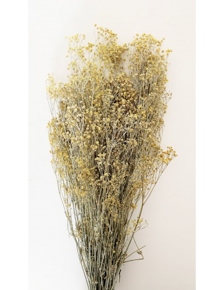 Gypsophila Paniculata Amarilla Efecto tiza