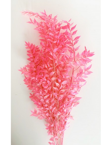 Ruscus Preservado Rosa Flamingo 120g