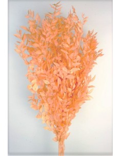 Ruscus Preservado Salmon 150g