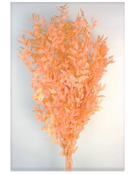 Ruscus Preservado Salmon 120g