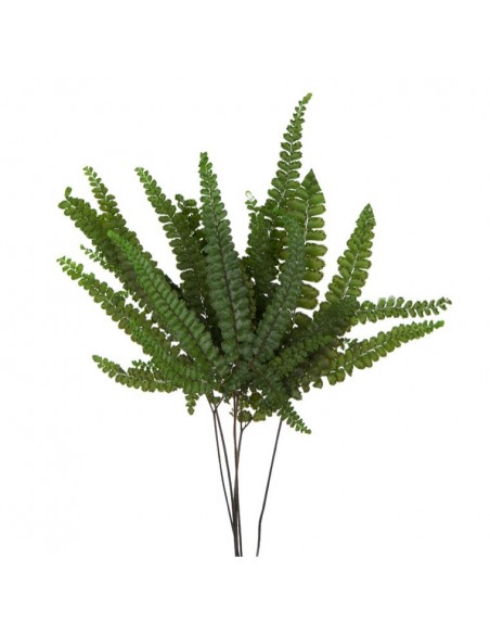 Fougere Felci Verde x6