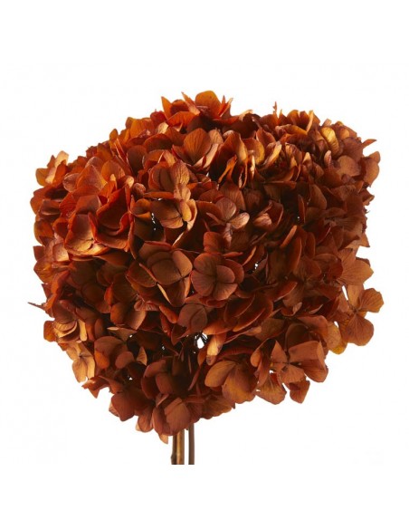 Hortensia Preservada Naranja Ocre