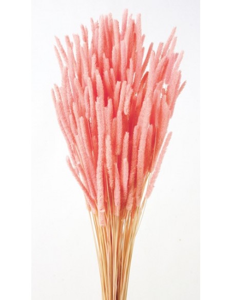 Phleum preservado rosa pastel