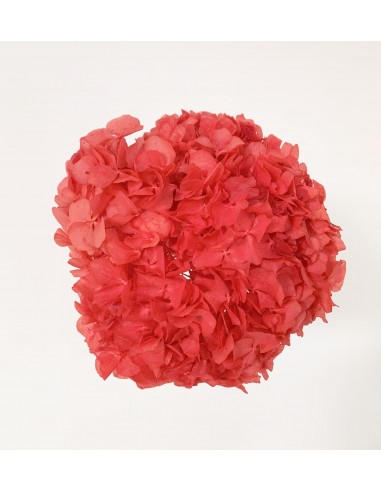 Hortensia Preservada Rojo/Coral