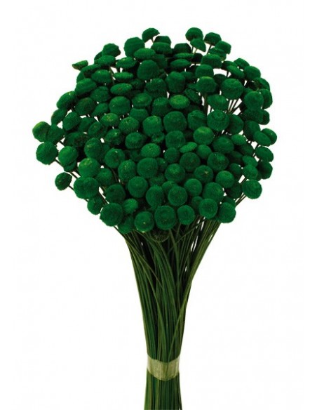 Amarelino Verde 45cm 120g