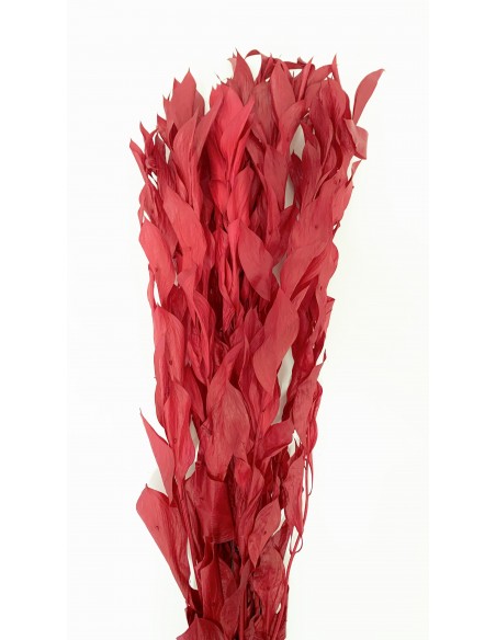 Ruscus Gigante Preservado Rojo