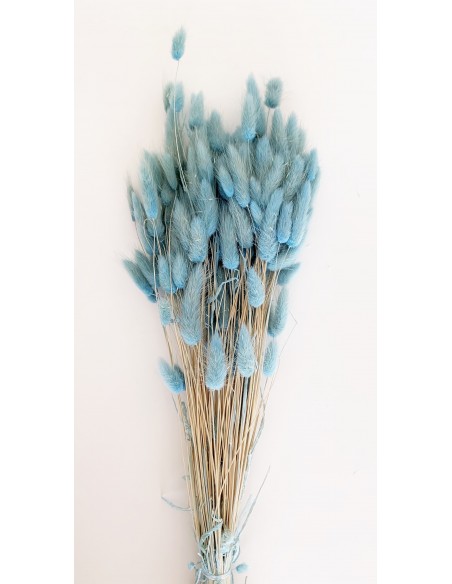 Lagurus Bunny tails celeste claro