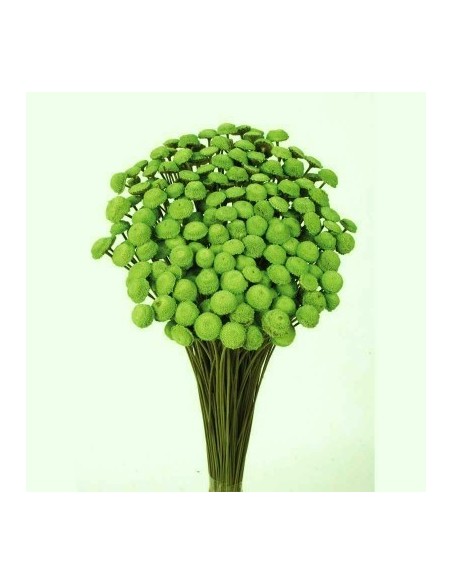 Botao Preservado Verde Claro