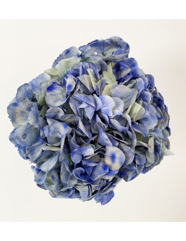 Hortensia Preservada Bicolor Azul 18...