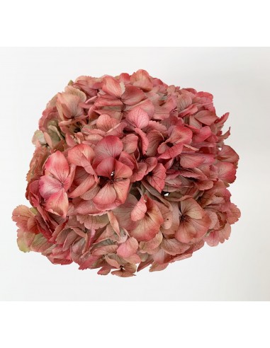 Hortensia Preservada Coral/Crema 18 -...