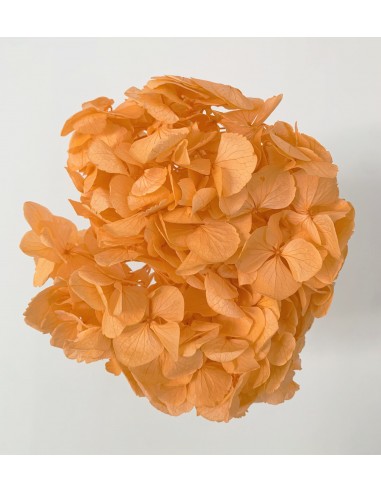 Hortensia Preservada Naranja 18 - 23cm
